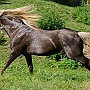 Rocky_ Mountain_ Horse_ 3(98)